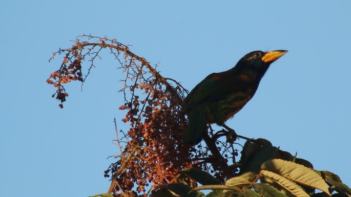 Barbet, Great