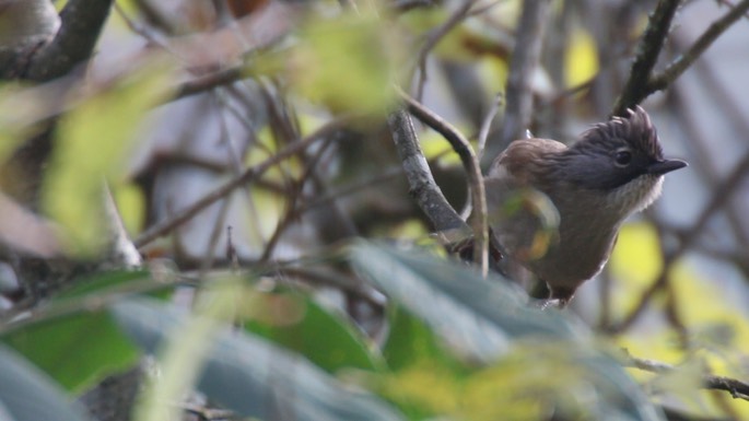 Barwing, Hoary-throated 1