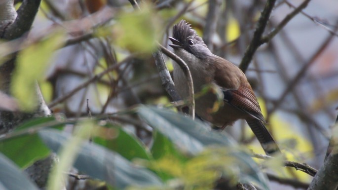 Barwing, Hoary-throated 2