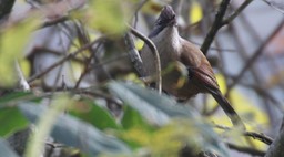 Barwing, Hoary-throated