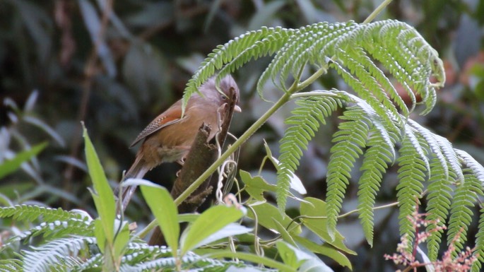 Barwing, Rusty-fronted 1