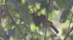 Barwing, Rusty-fronted