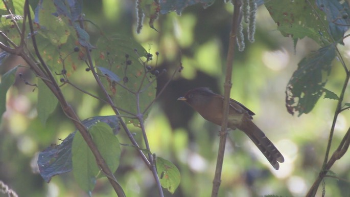 Barwing, Rusty-fronted