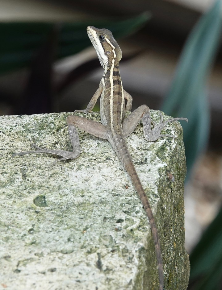 Basilisk, Brown 3