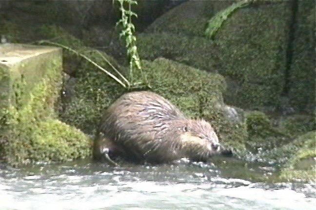 Beaver, American 1