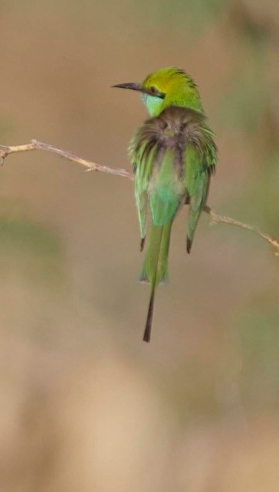 Bee-Eater, Green 1