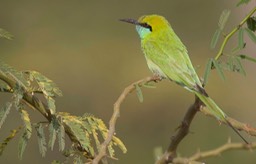 Bee-Eater, Green 2