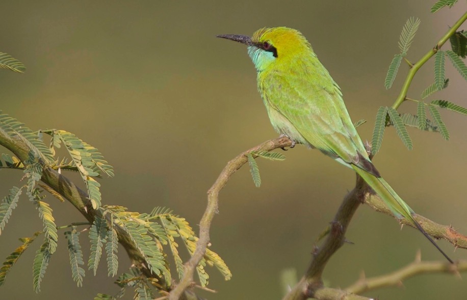 Bee-Eater, Green 2
