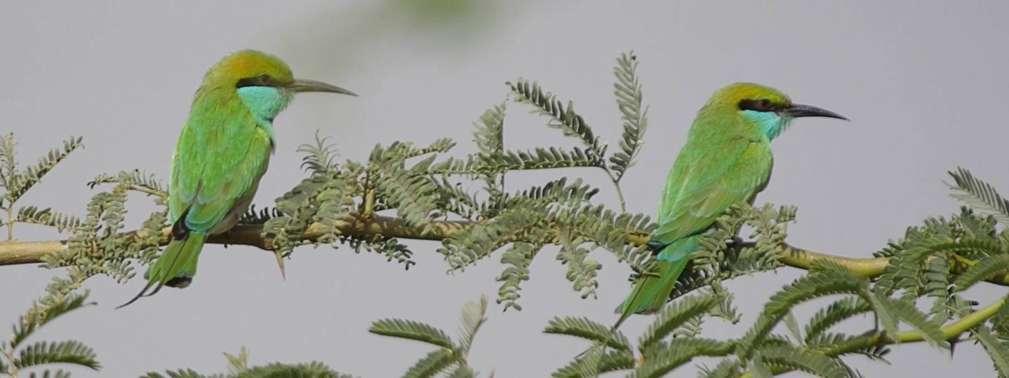Bee-Eater, Green 3
