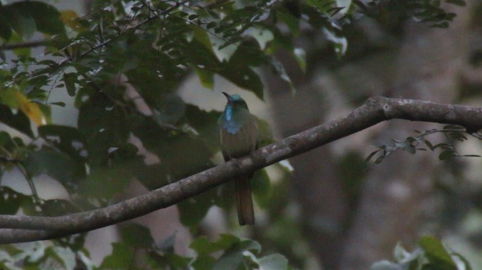 Beeeater, Blue-bearded 2