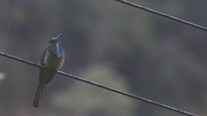 Beeeater, Blue-bearded