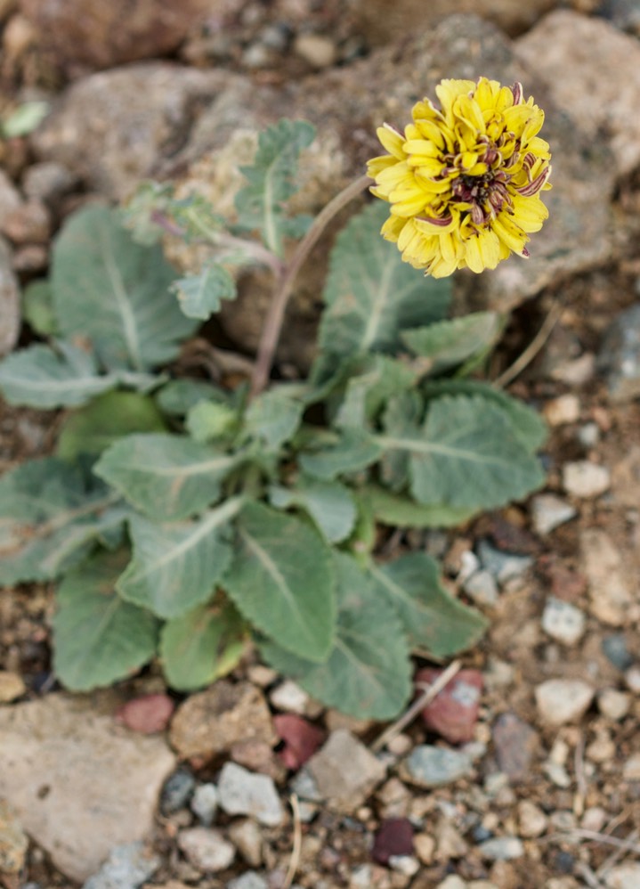 Berlandiera lyrata, Chocolate Flower Sport2