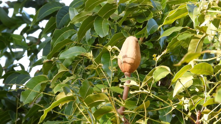 Big-leaf Mahogany Belize 2021