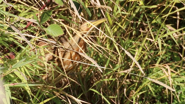 Bittern, American (Washington) 3