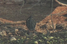 Bittern, Black 4