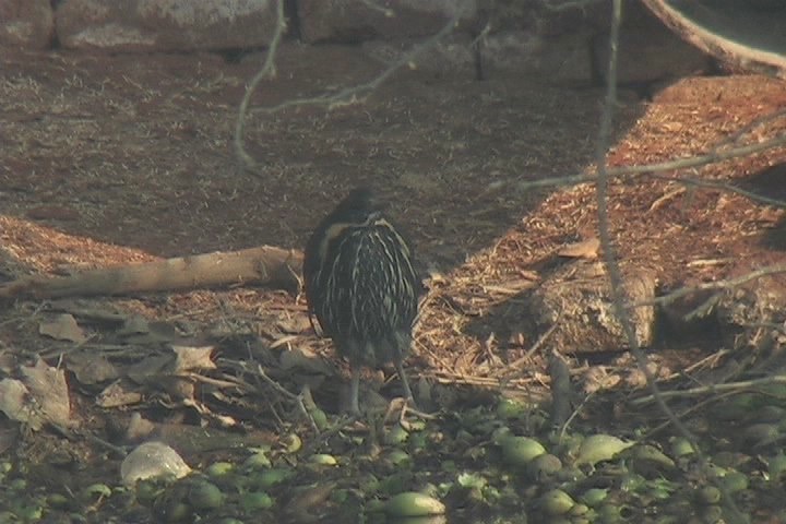 Bittern, Black 4