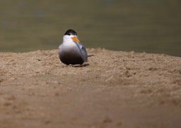 Black-bellied Tern Sterna acuticauda2