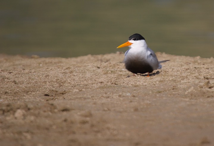 Black-bellied Tern Sterna acuticauda3