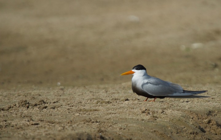 Black-bellied Tern Sterna acuticauda