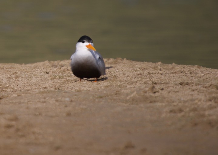 Black-bellied Tern Sterna acuticauda2