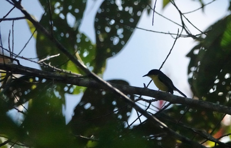 Black-headed Tody-flycatcherf3