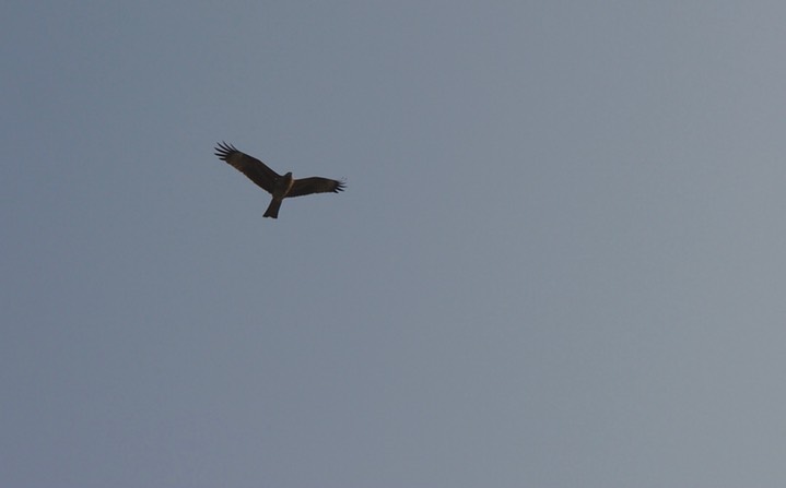 Black Kite, Milvus migrans