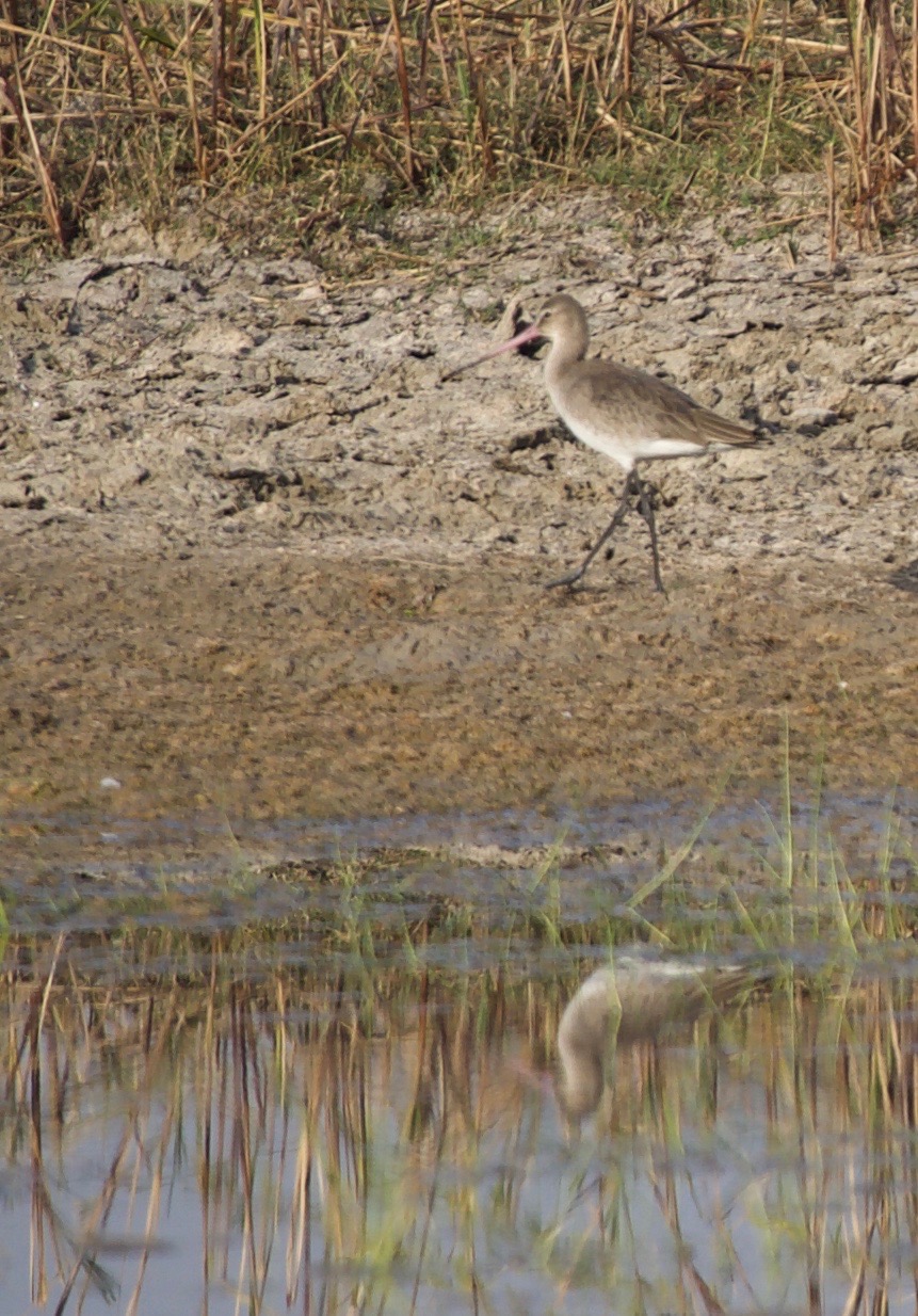 Black-tailed Godwit Limosa limosa