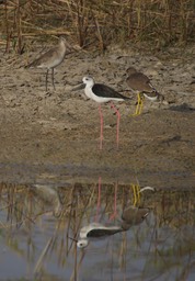Black-winged Stilt,  Himantopus himantopus, Black-tailed Godwit, White tailed Lapwing