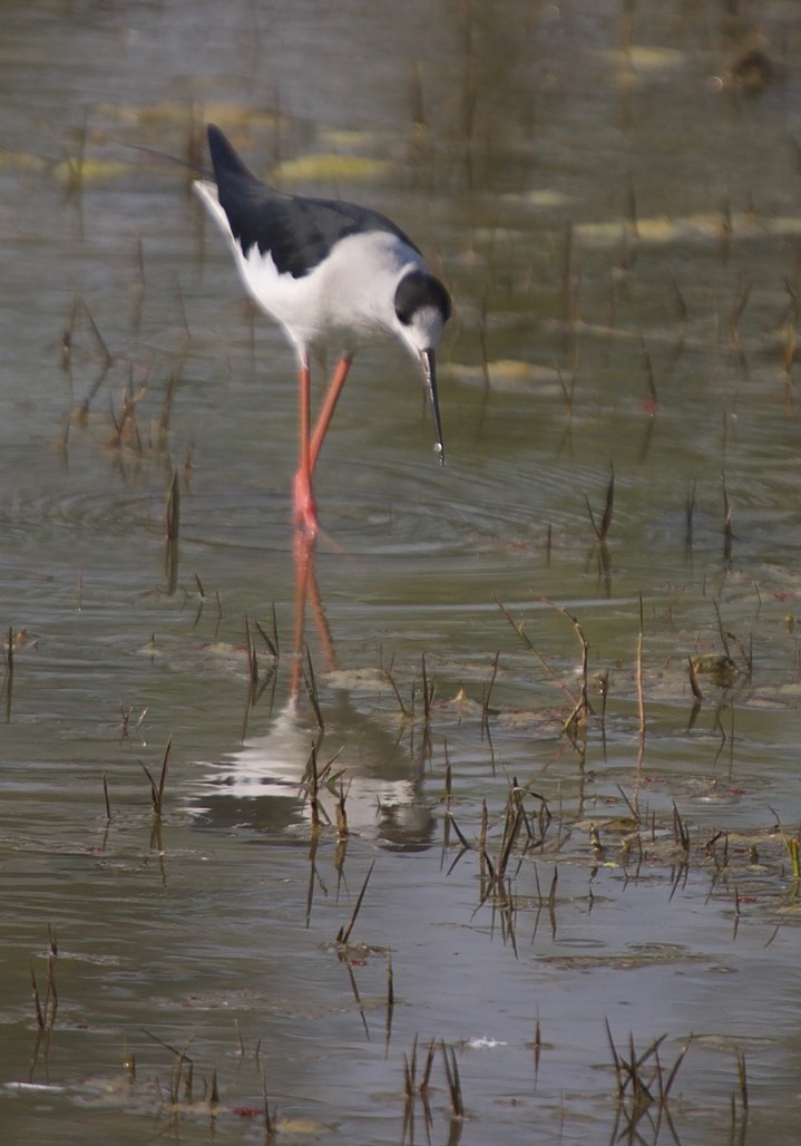 Black-winged Stilt,  Himantopus himantopus k1