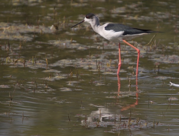 Black-winged Stilt,  Himantopus himantopus k3