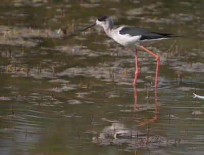 Black-winged Stilt,  Himantopus himantopus k3