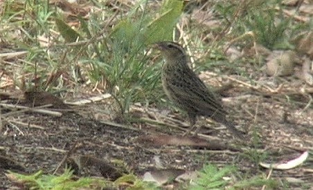 Blackbird, Red-breasted 1