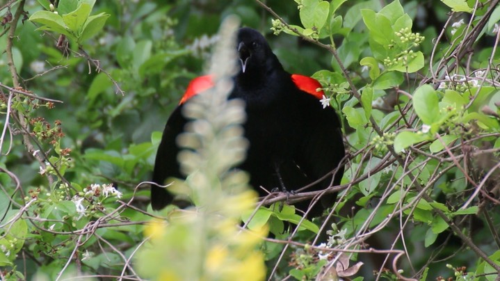 Blackbird, Red-winged (Texas)