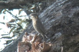 Blackbird, White-collared 1