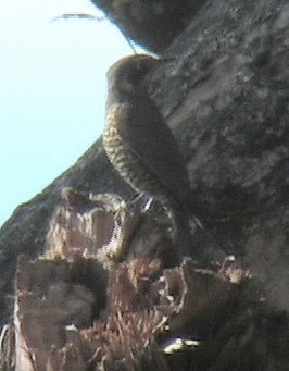Blackbird, White-collared 2