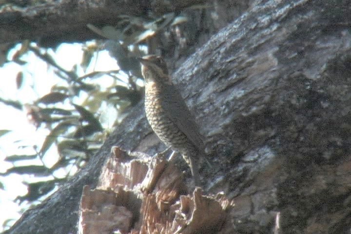 Blackbird, White-collared 3