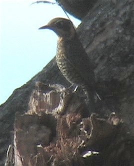 Blackbird, White-collared 1_1