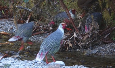Blood Pheasant 4