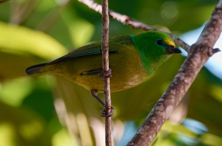 Blue-naped Chlorophonia, Chlorophonia cyanea
