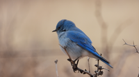 Bluebird, Mountain - NM 2022 d