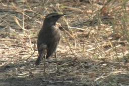 Bluethroat 1