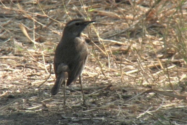 Bluethroat 1