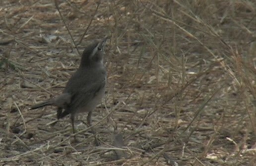 Bluethroat 3
