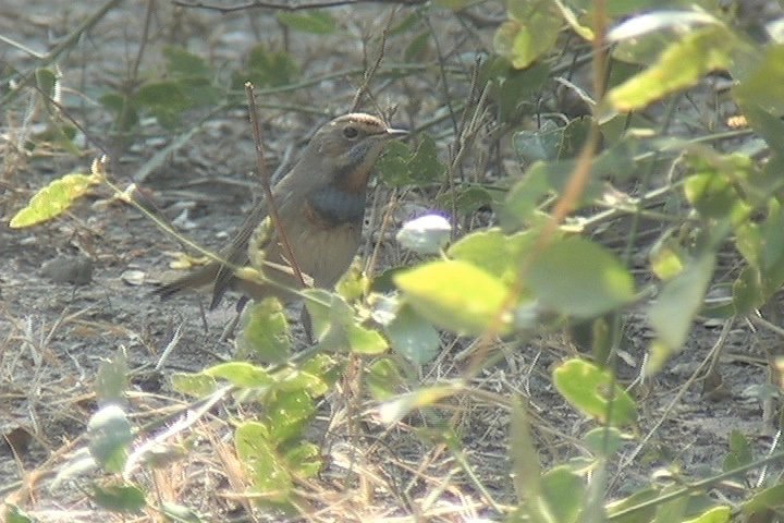 Bluethroat 4