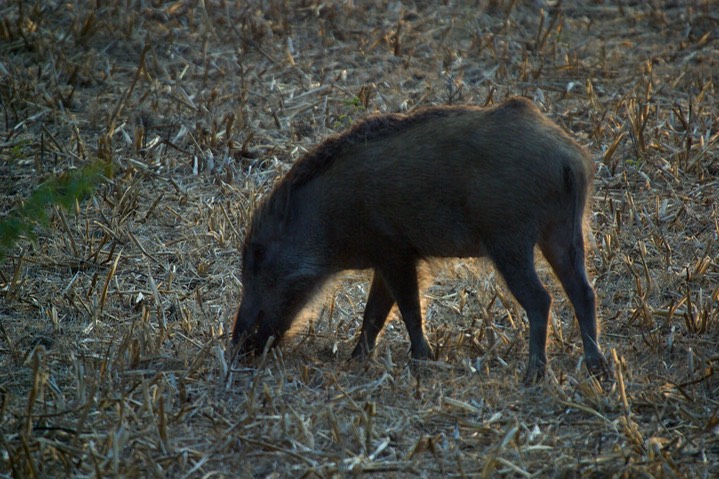 Boar, Wild Sus scrofa