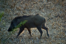 Boar, Wild Sus scrofa k2