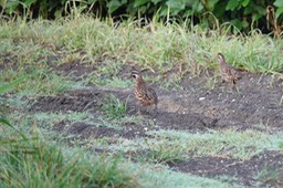 Bobwhite, Black-throated. Colinus nigrogularis2