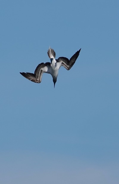  Booby, Blue-footed. Sula nebouxii      3Loreto, Baja California Sur