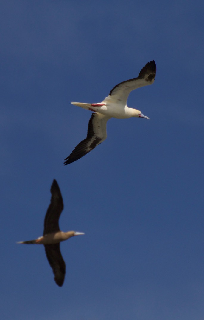 Booby, Red-footed21