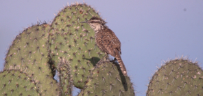 boucard's Wren